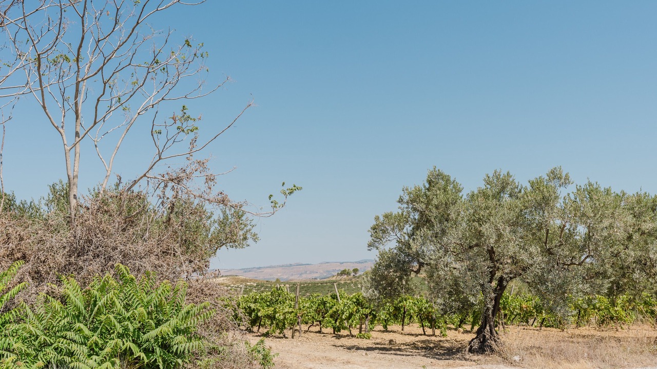 Photo of Others in Castelvetrano