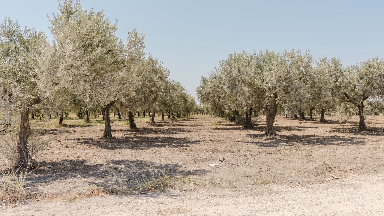 Photo of Others in Castelvetrano