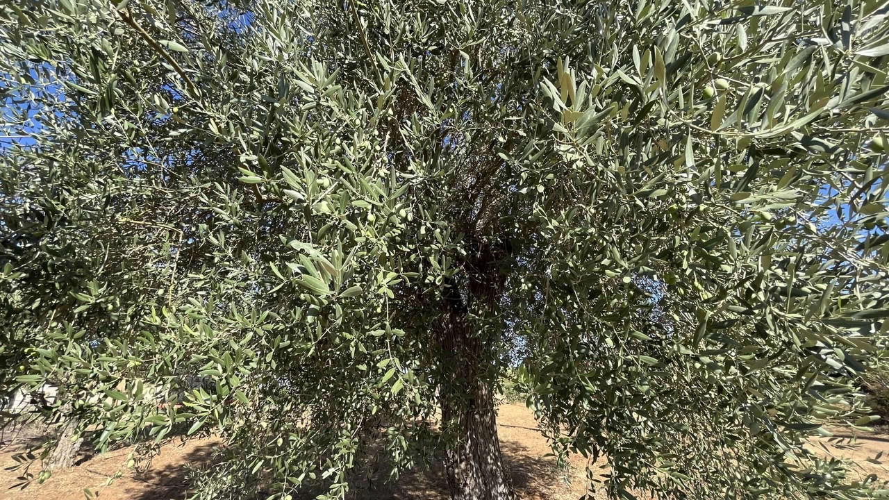 Photo of Outdoor in Niscemi