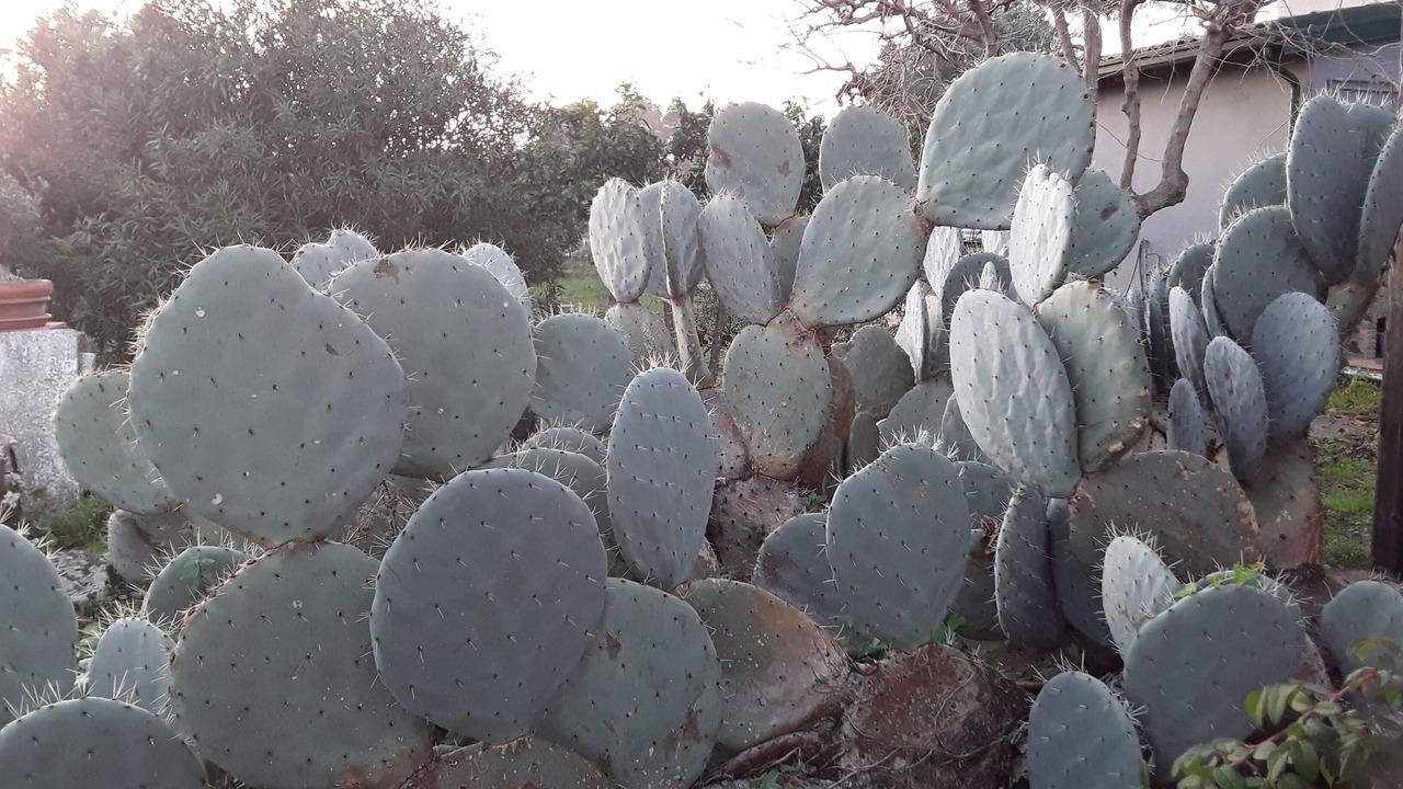 Photo of Outdoor in Maugeri