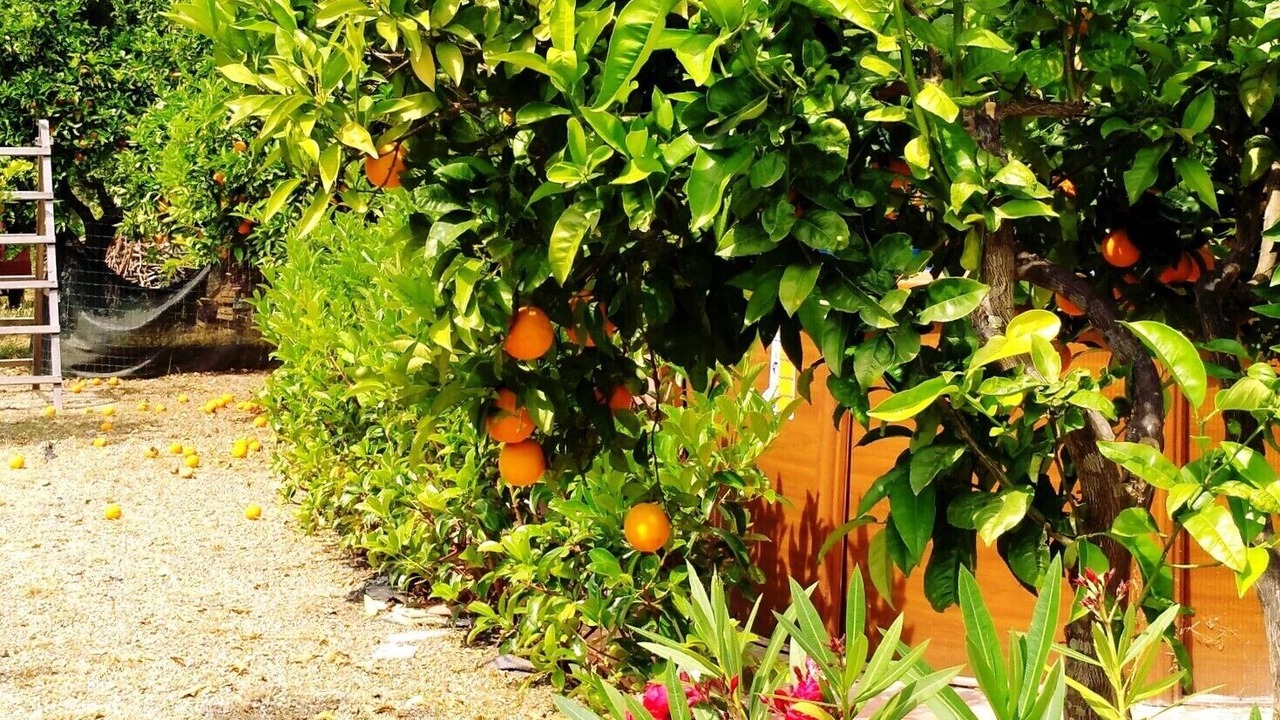 Photo of Outdoor in Patti