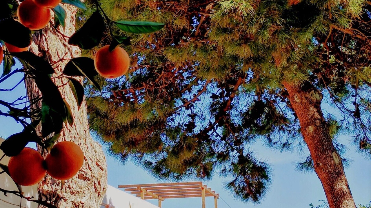 Photo of Outdoor in Patti