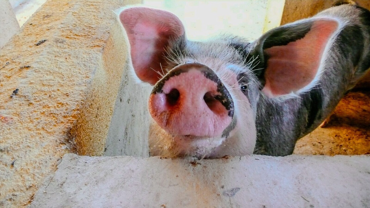 Photo of Others in Mazzarino