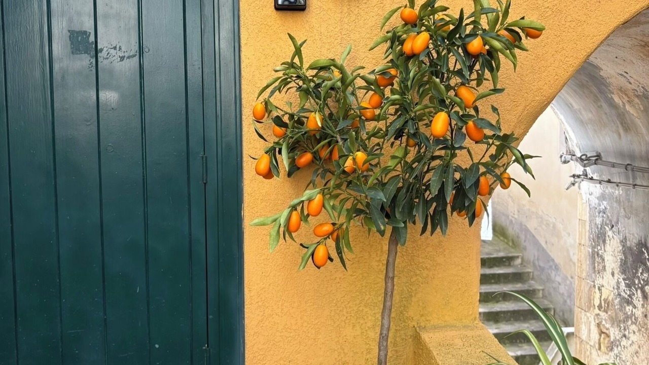 Photo of Outdoor in Casa Papa