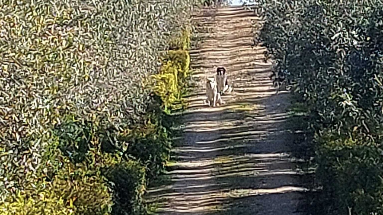 Photo of Others in Partinico