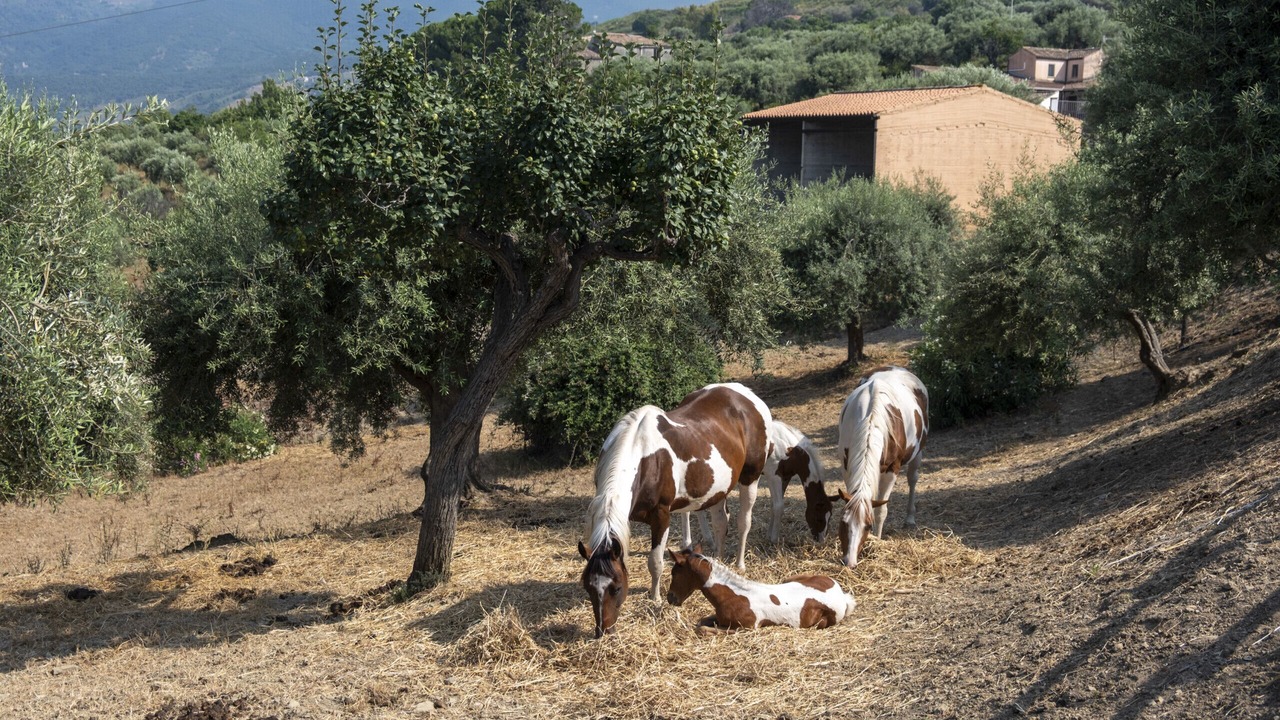 Photo of Others in Collesano