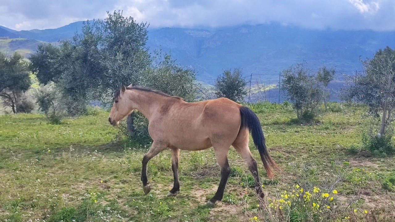 Photo of Others in Collesano