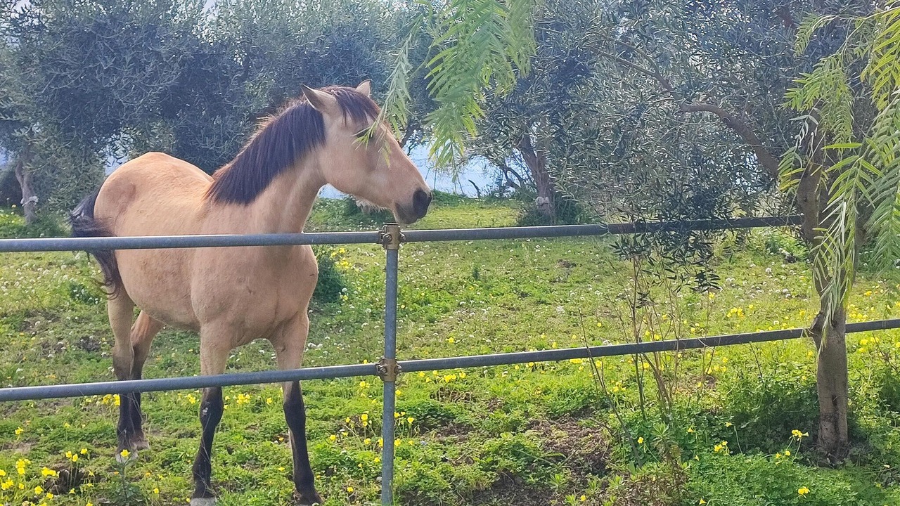 Photo of Others in Collesano