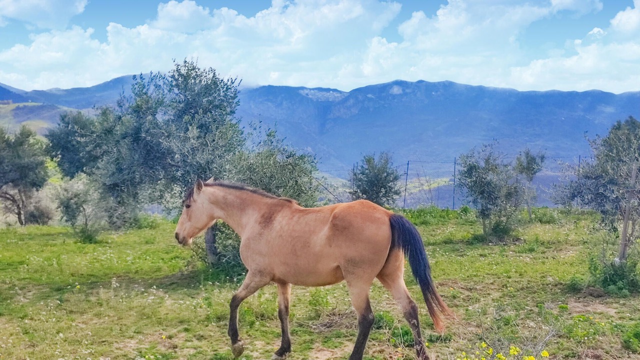 Photo of Others in Collesano