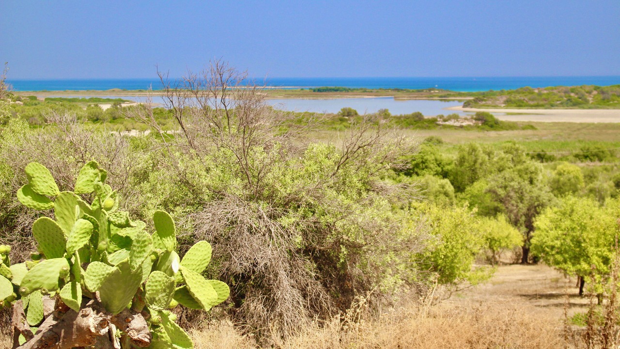 Photo of Others in Noto