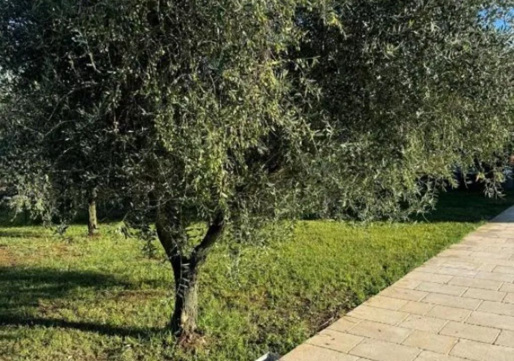 Photo of Others in Province of Caserta