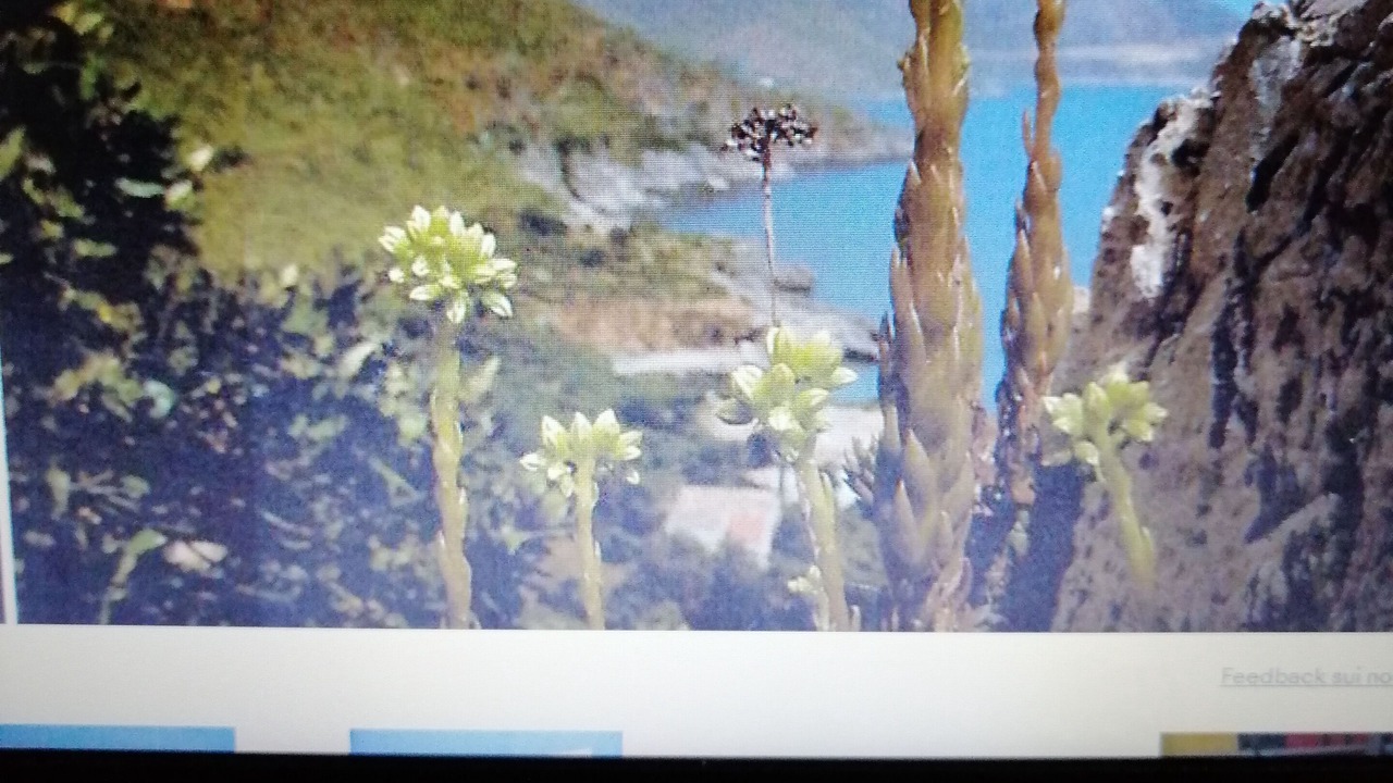 Photo of Others in Scopello