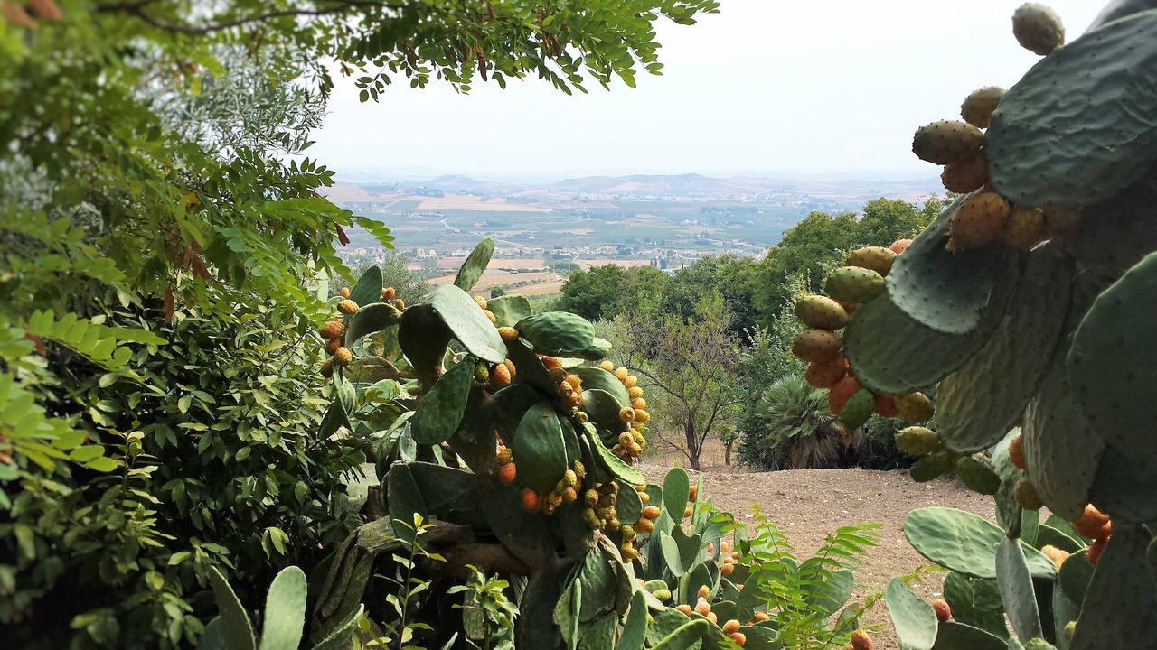 Photo of Outdoor in Valderice