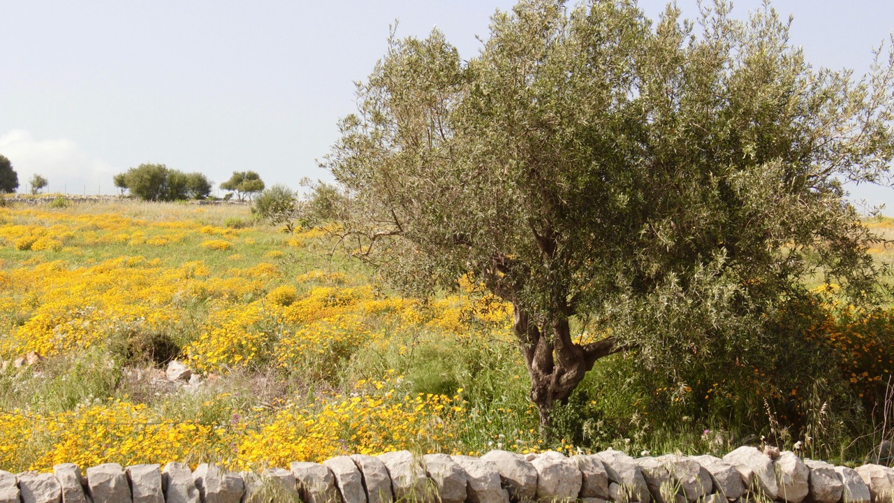 Photo of Outdoor in Cava dʼAliga