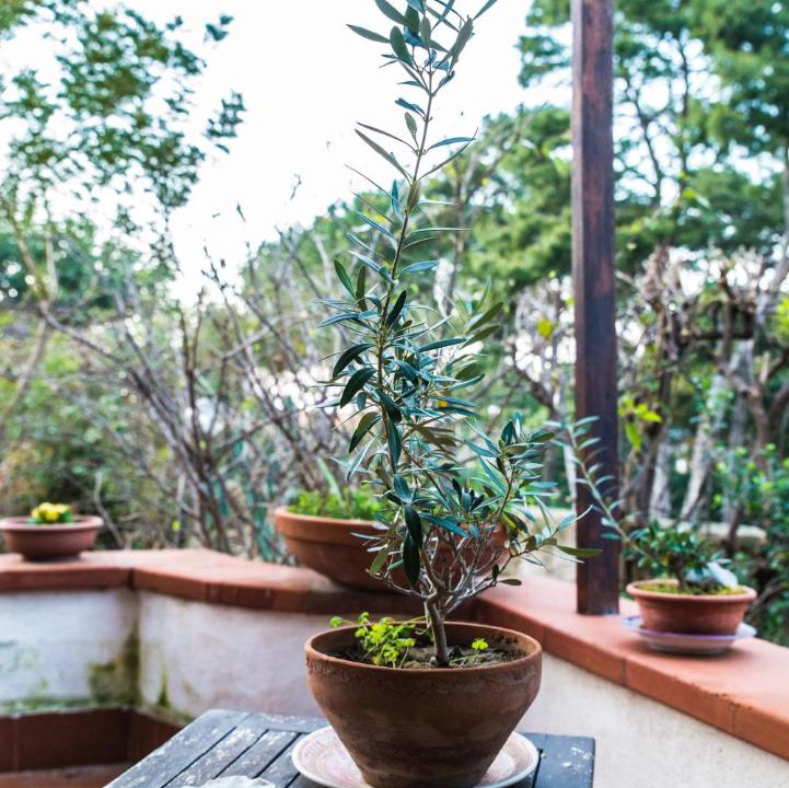 Photo of Patio Balcony in Sferracavallo