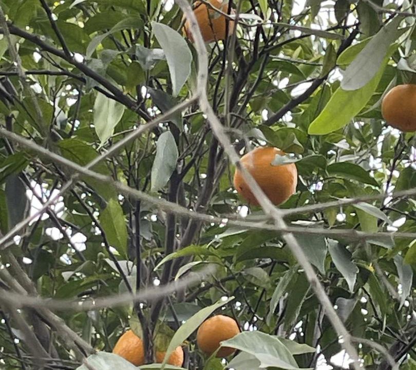 Photo of Others in Pisticci