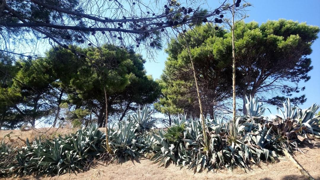 Photo of Others in Siculiana