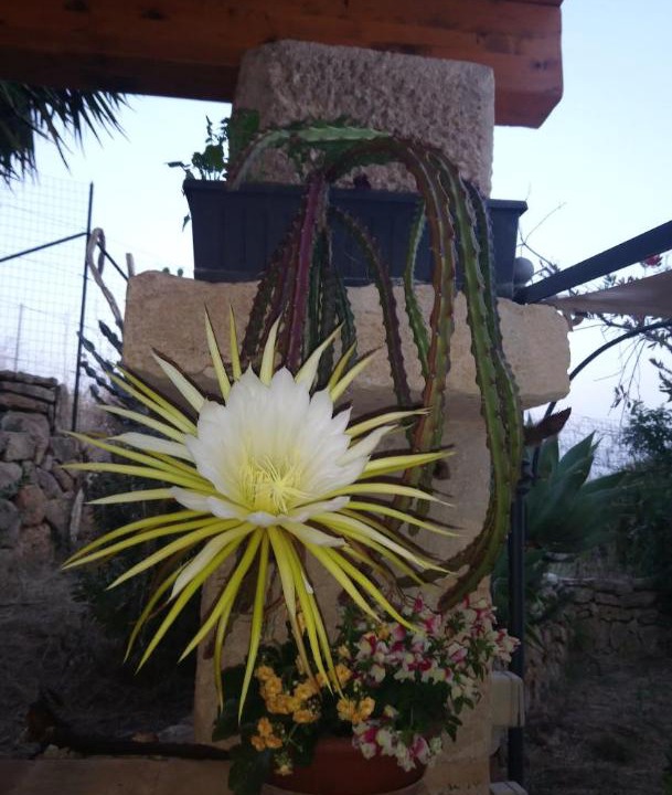 Photo of Others in Siculiana
