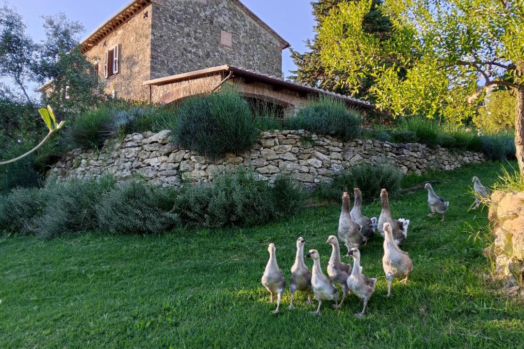 Photo of Others in Narni
