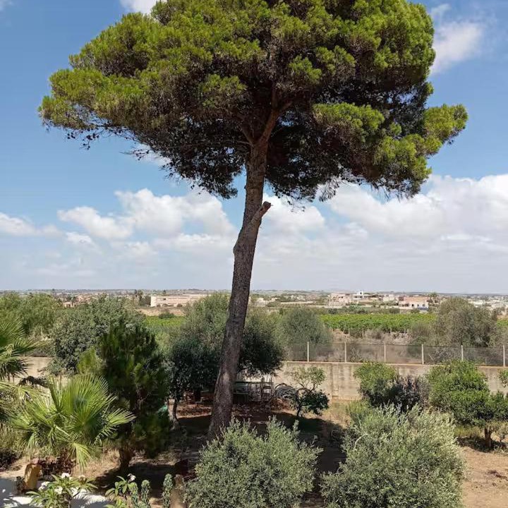 Photo of Others in Marsala