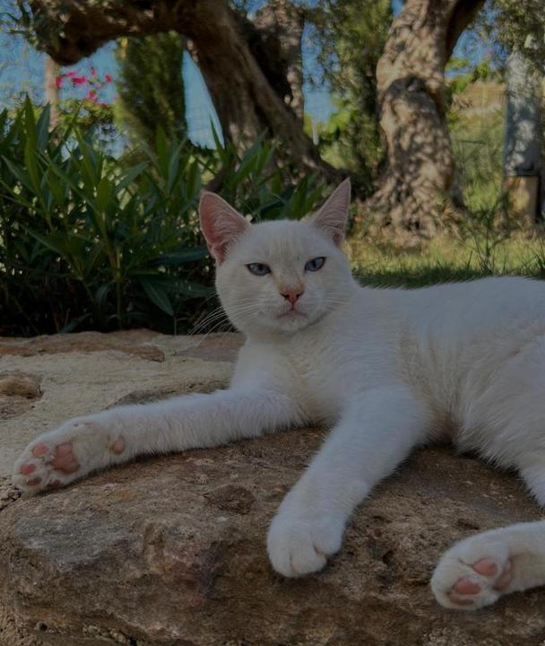 Photo of Others in Santa Ninfa