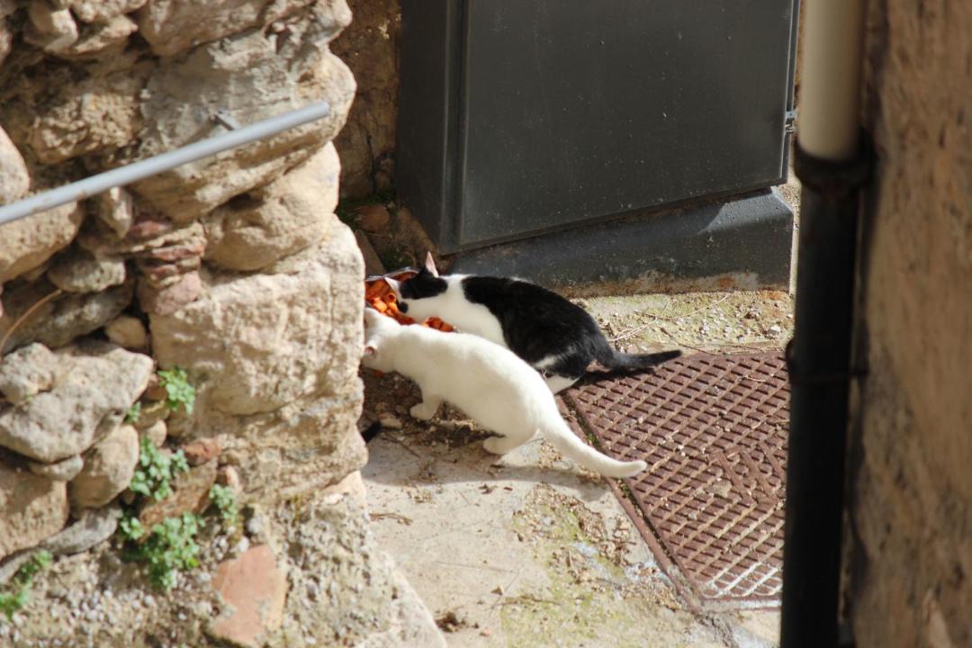 Photo of Others in Gangi