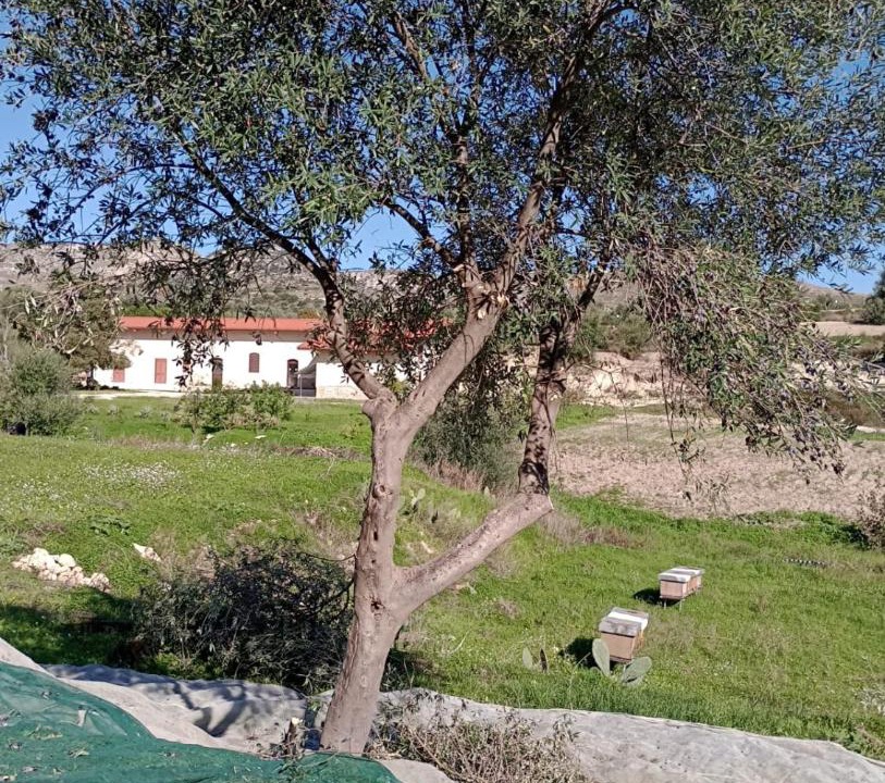 Photo of Others in Avola