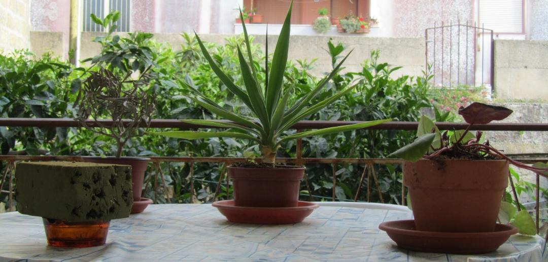 Photo of Patio Balcony in Paparella
