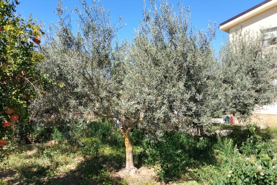 Photo of Outdoor in Butera