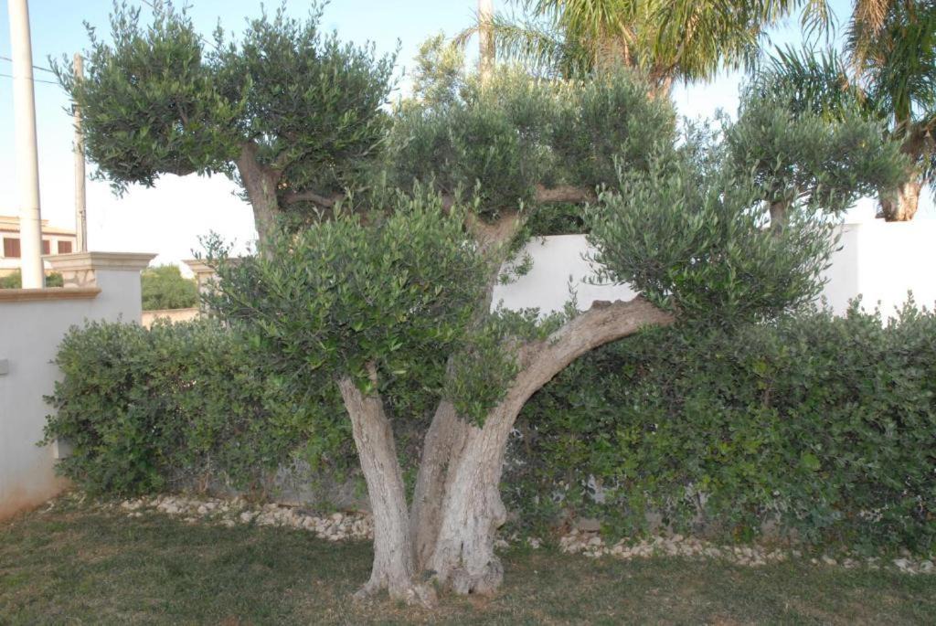 Photo of Others in Mazara del Vallo