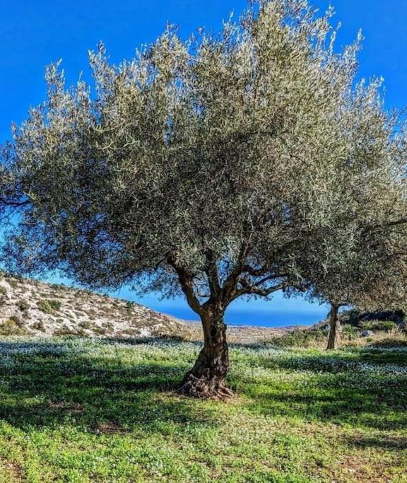 Photo of Others in San Corrado di Fuori
