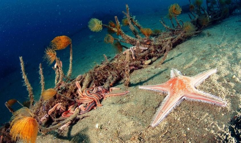 Photo of Others in Marina di Gioiosa Ionica