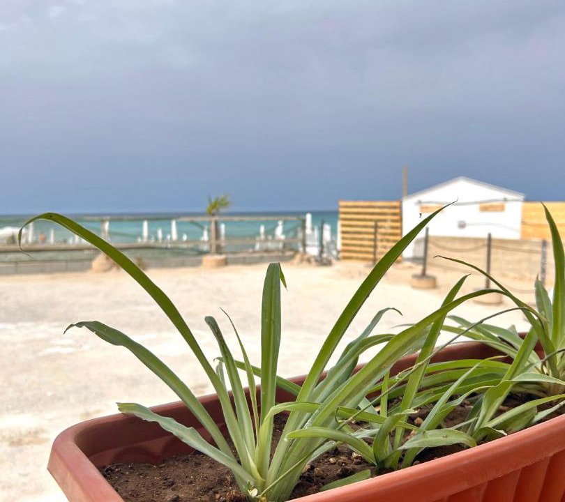 Photo of Others in Marsala