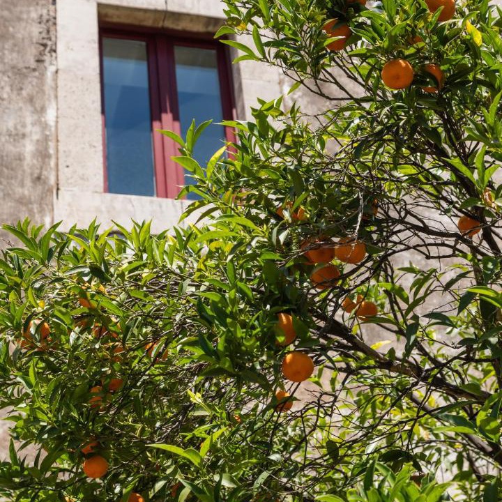 Photo of Others in Viagrande