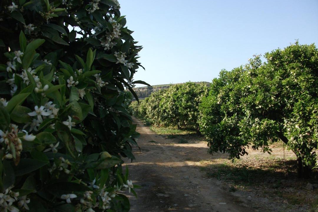Photo of Others in Seccagrande