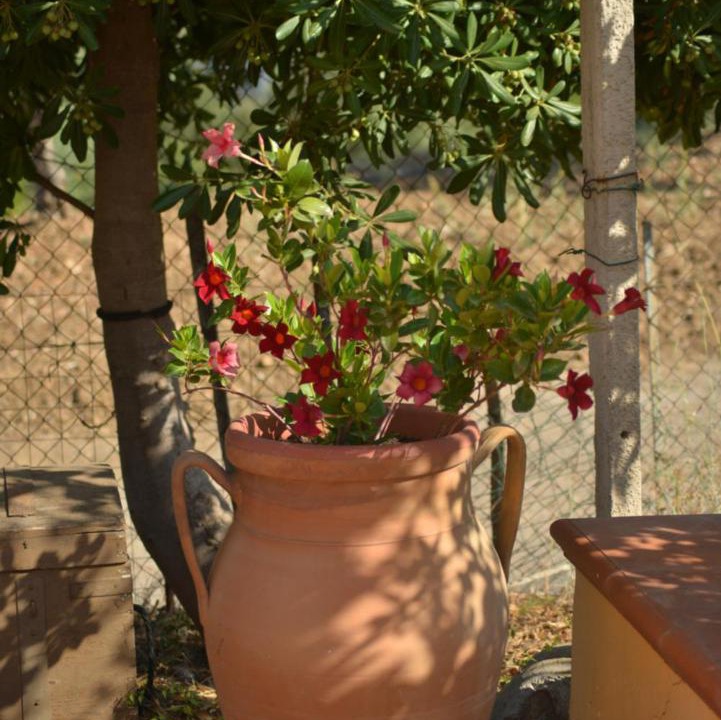 Photo of Others in Pollina