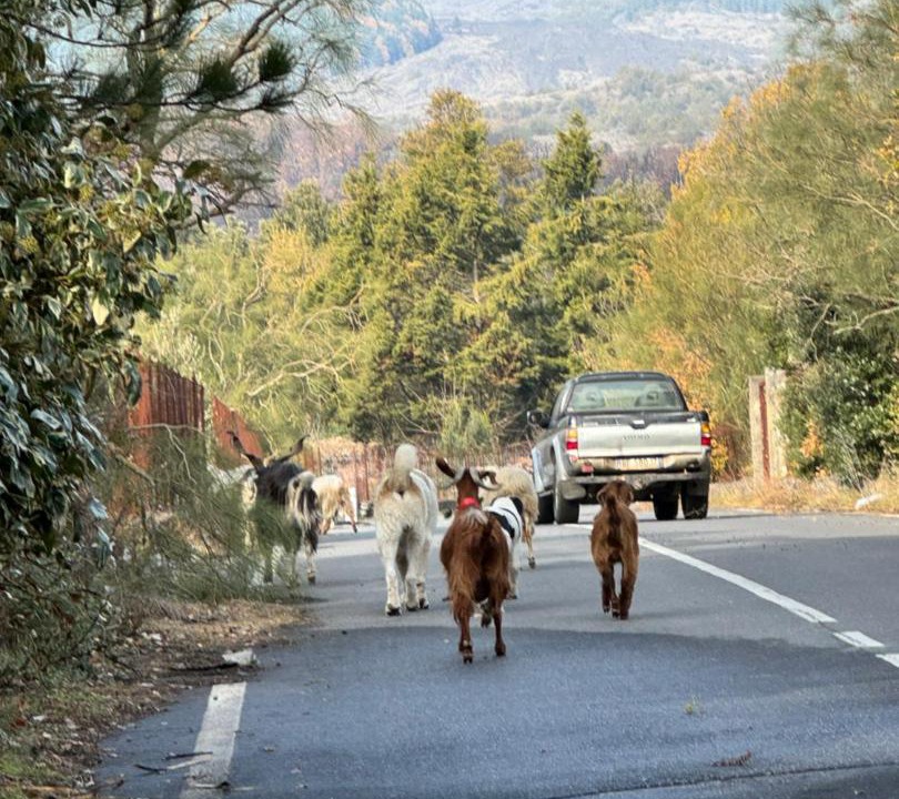 Photo of Others in Nicolosi