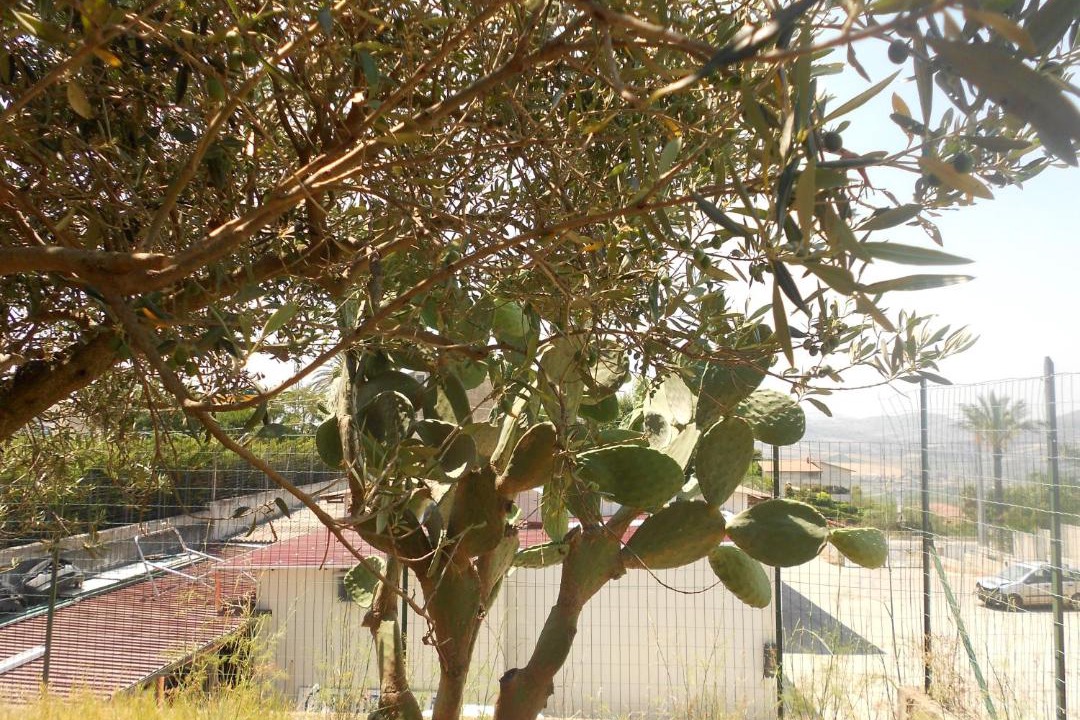 Photo of Others in Alcamo