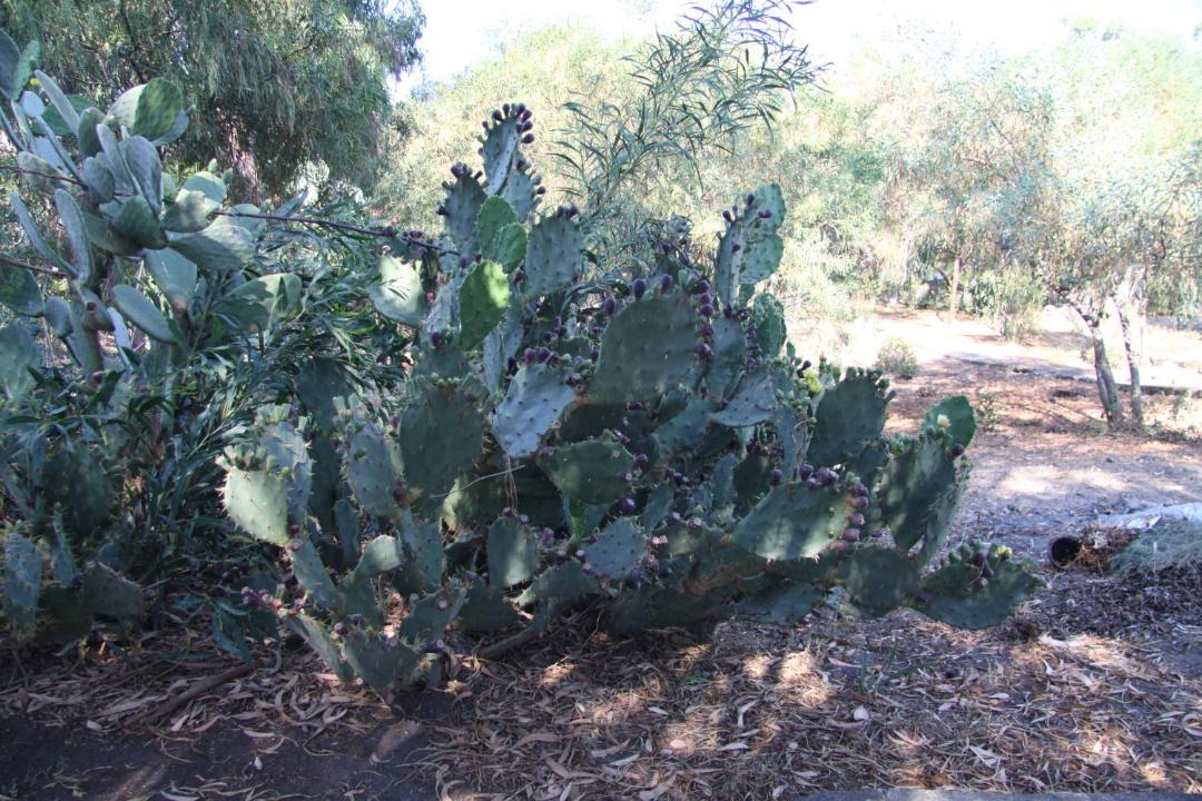 Photo of Outdoor in Vulcanello