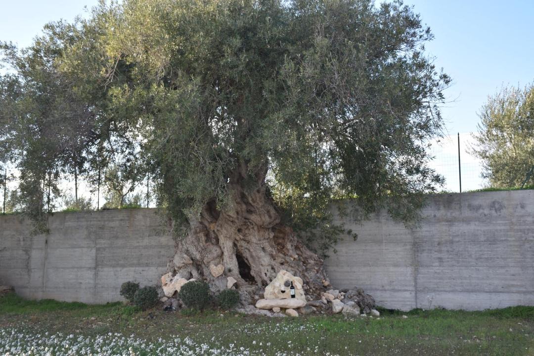 Photo of Others in Avola