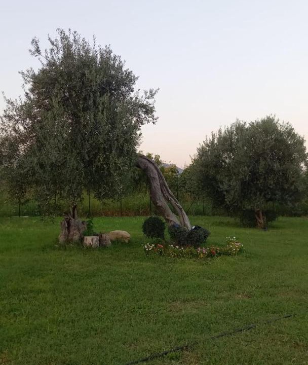 Photo of Others in Avola