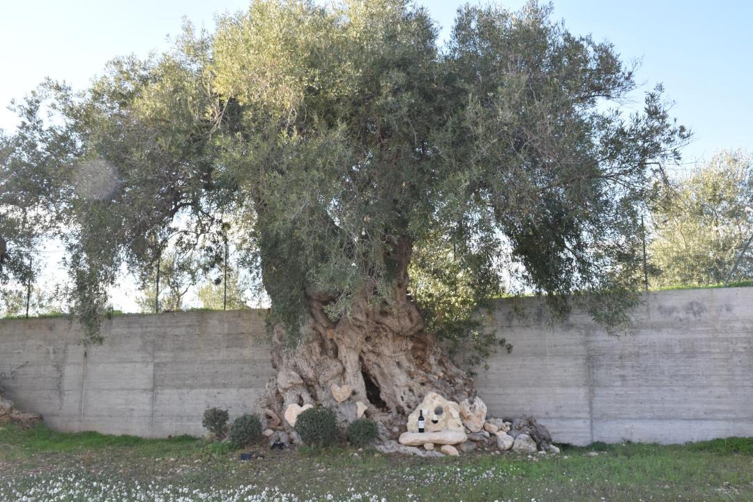 Photo of Others in Avola
