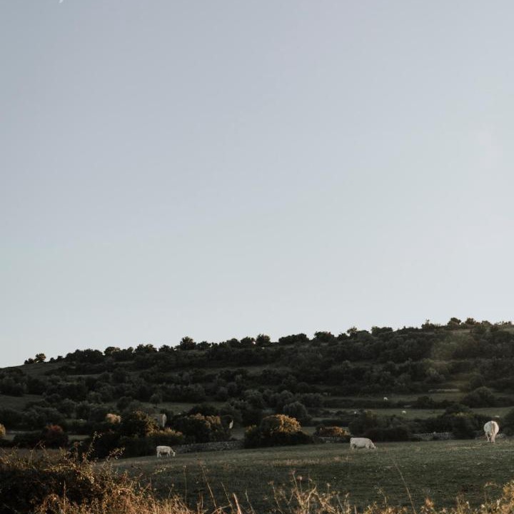 Photo of Others in Palazzolo Acreide