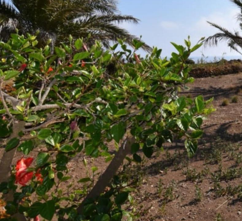 Photo of Others in Pantelleria