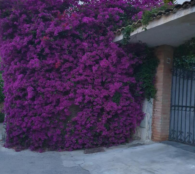 Photo of Others in Acradina