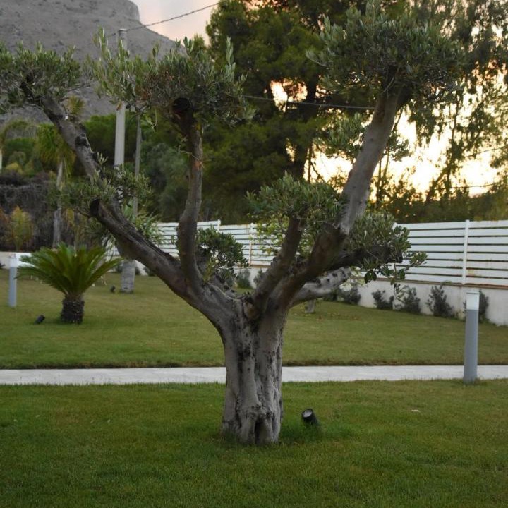Photo of Others in Carini