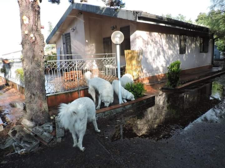 Photo of Others in Nicolosi