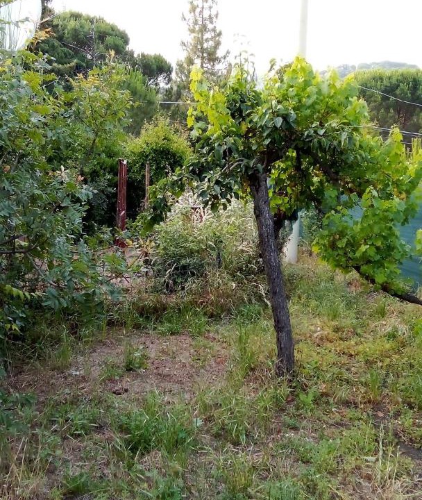 Photo of Others in Nicolosi