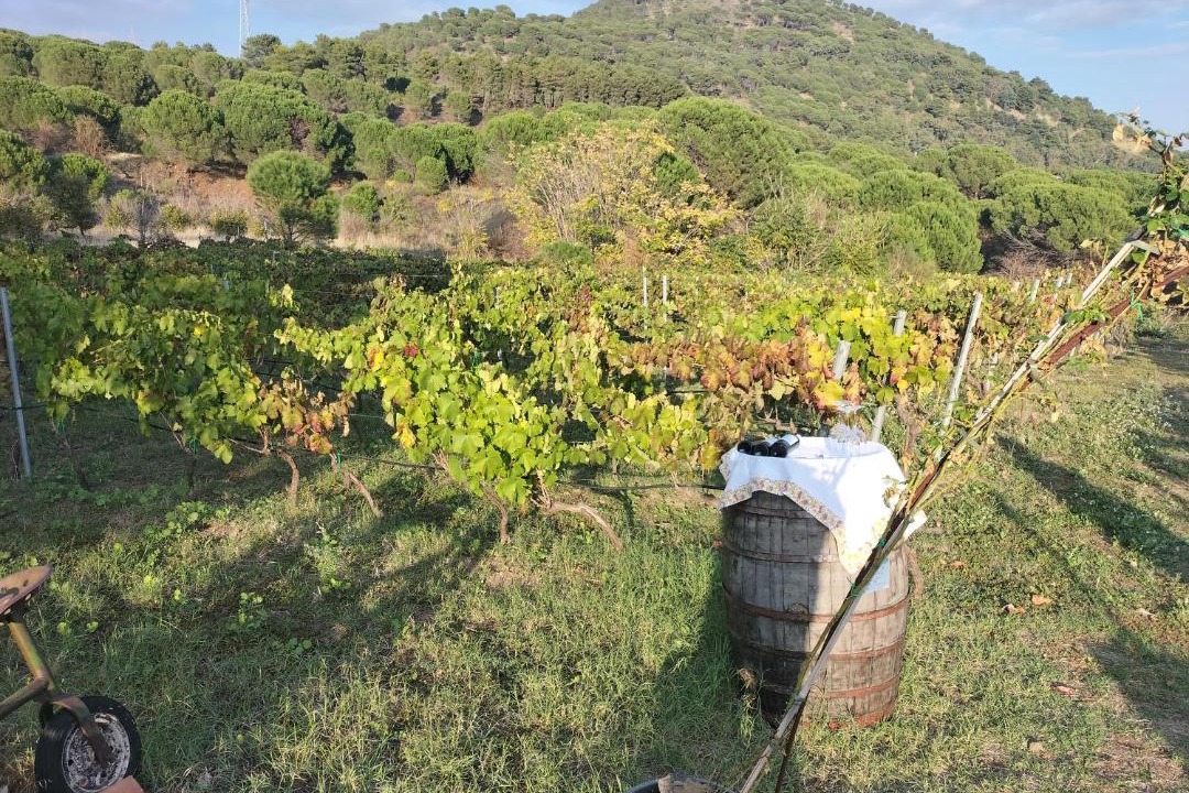 Photo of Others in Belpasso