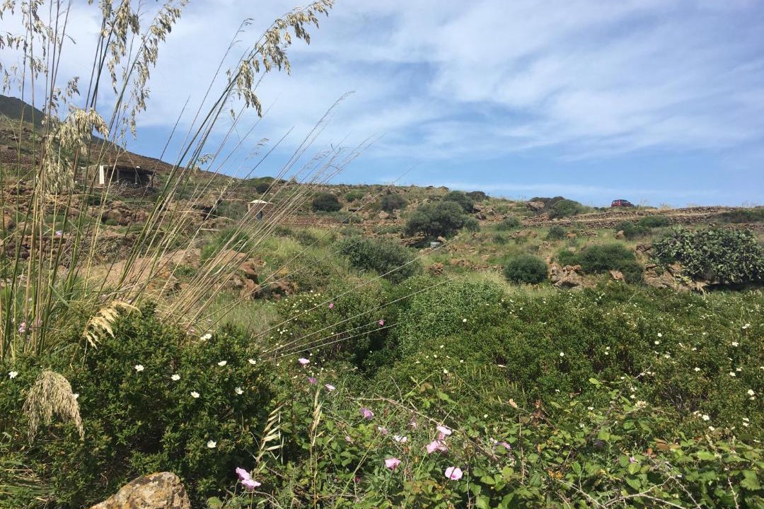 Photo of Others in Pantelleria